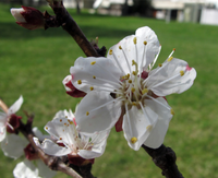 Wettertreff Salzburg - 3. April 2019 - Sind Pflanzen die besseren Messinstrumente?