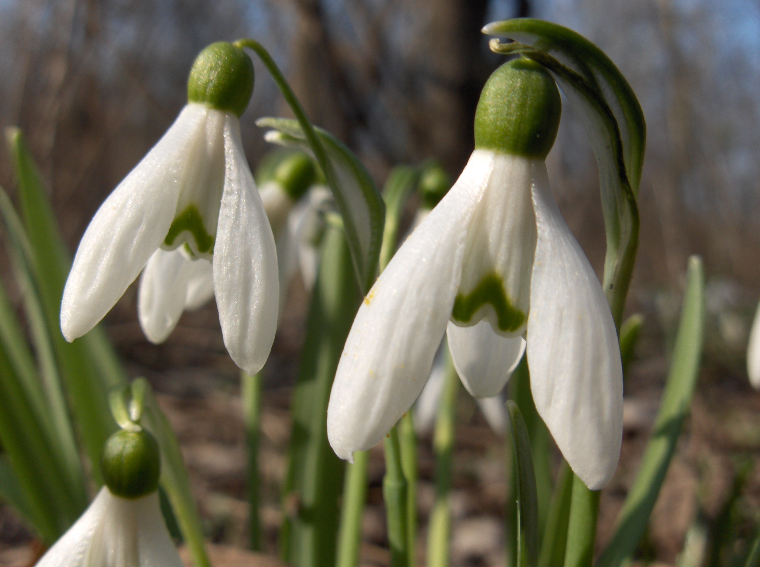 5-9_1_Schneegloeckchen