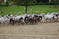 Lipizzaner Almabtrieb