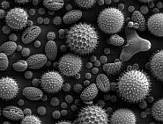 Pollen