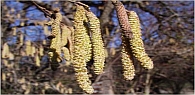 pollen1,mini