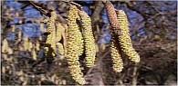 pollen1,mini