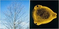 pollen2,mini