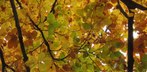 Herbstliche Farbenpracht und Klimawandel