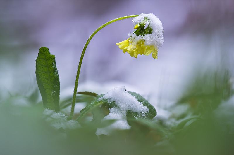 Schneefall und Frost