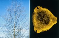 ZAMG rüstet sich für die Pollensaison