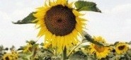Phenology